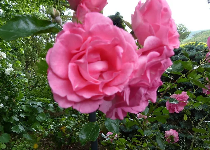 D'hôtes La Méridienne Couette-café