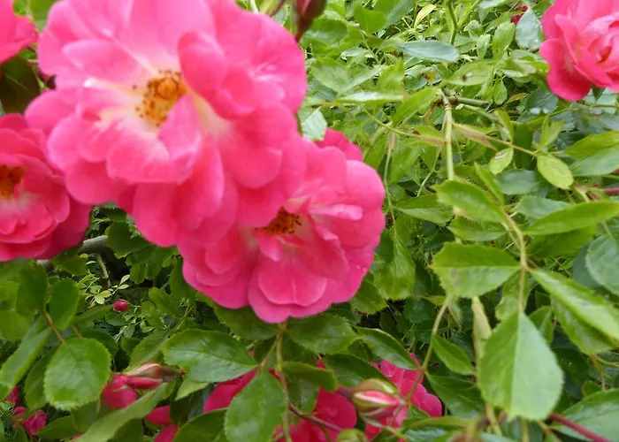 Couette-café D'hôtes La Méridienne *